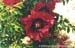 Rockii Peony: YAN YANG HONG